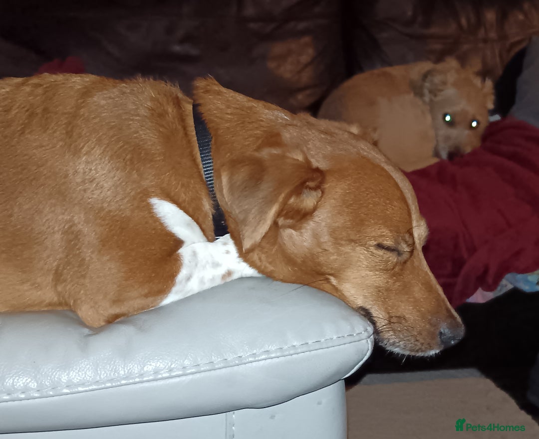 Plummer Terrier dogs for sale: Plummer Terrier - Image 6