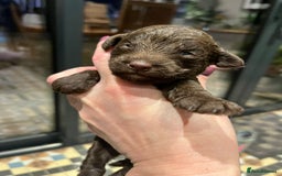 Sproodle dogs for sale: Beautiful Sproodle Babies - Image 3