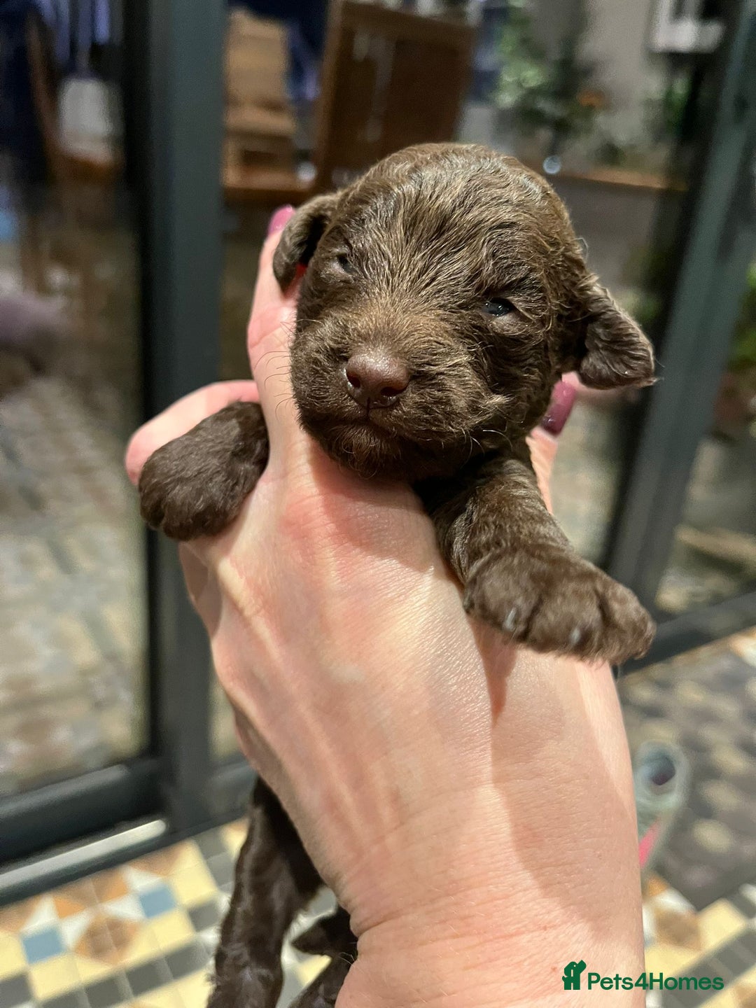 Sproodle dogs for sale: Beautiful Sproodle Babies - Image 3