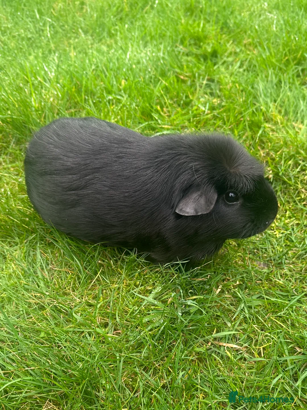Guinea Pig rodents for sale: Beautiful female guinea pig  in Monmouth - Advert 2