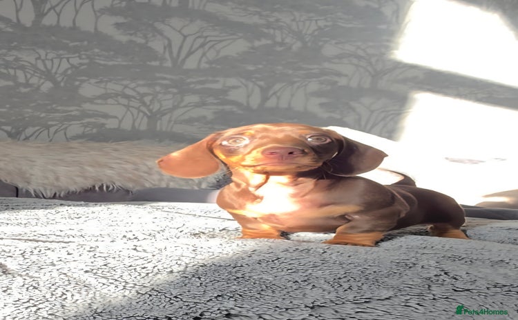 Miniature Dachshund dogs Miniature Dachshund Puppies  - Advert 14