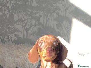 Miniature Dachshund dogs Miniature Dachshund Puppies - Advert 15