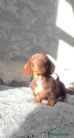 Miniature Dachshund dogs Miniature Dachshund Puppies - Advert 14