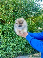 Pomeranian dogs Mini Boy🐻Teddy Bear Face🏆Champion Lines - Advert 9