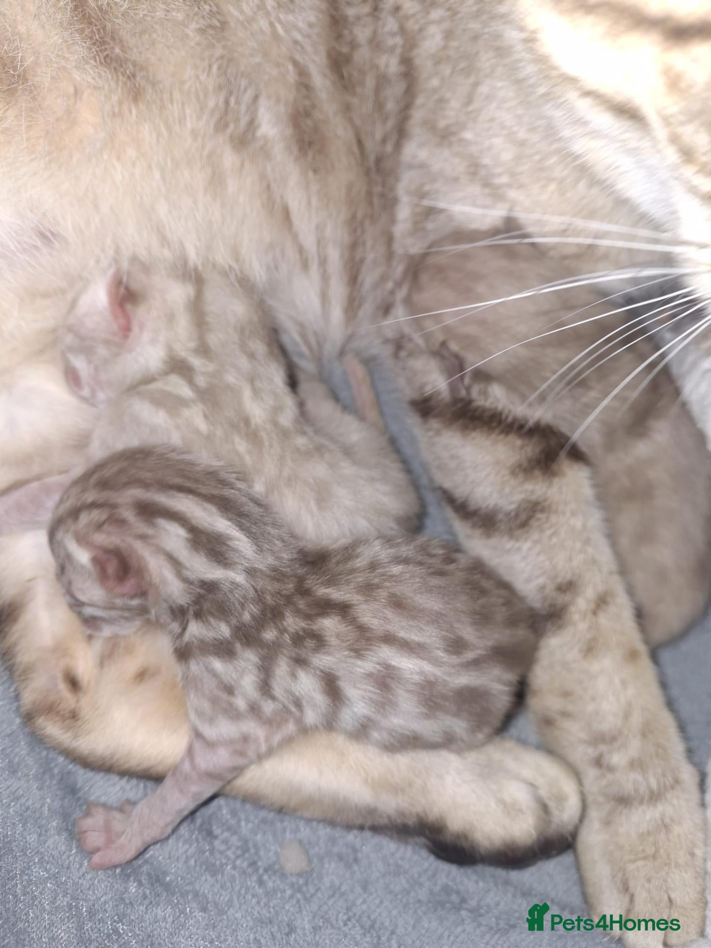 Bengal cats Bengal babies ready now - Advert 4