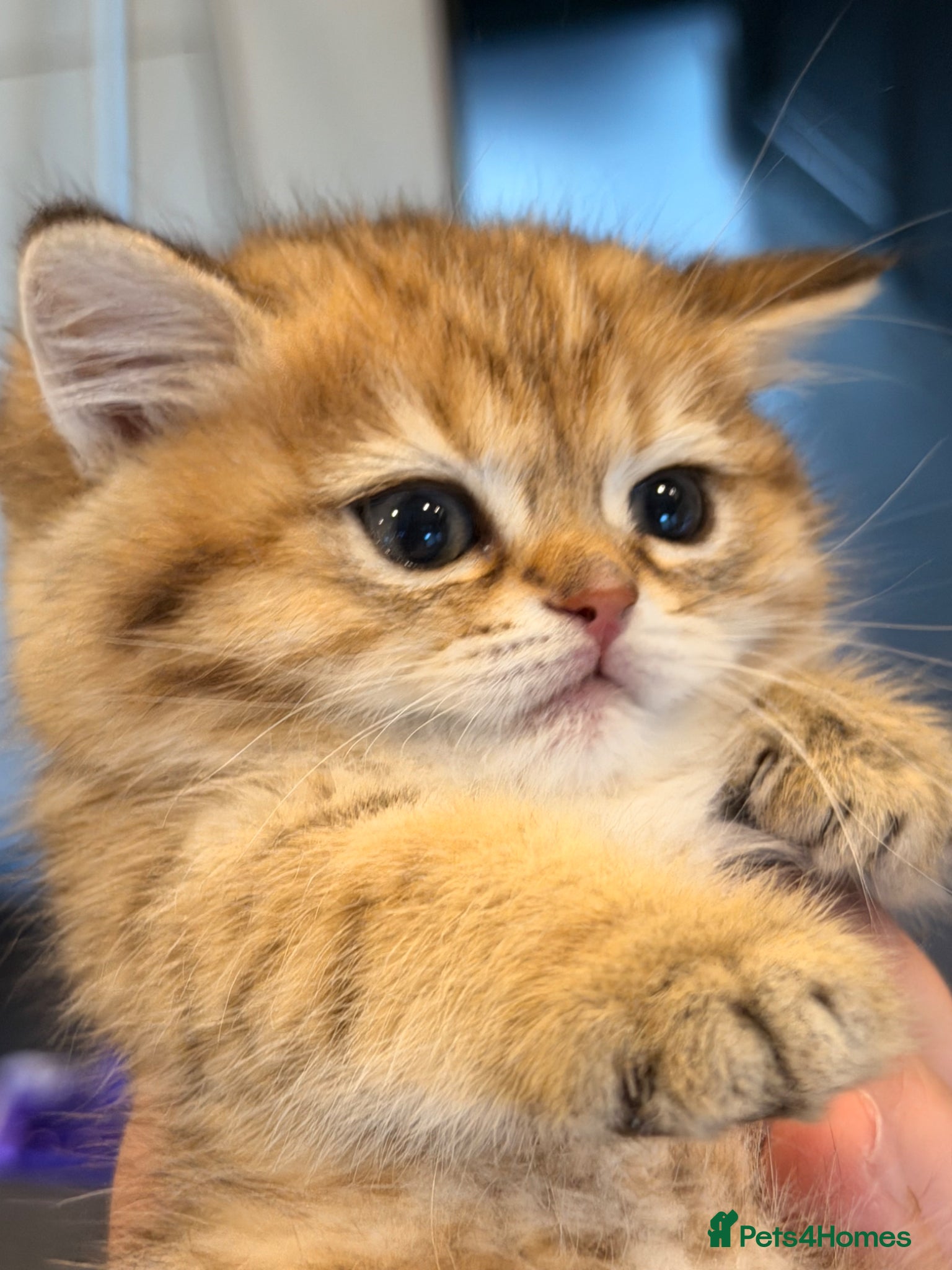 British Shorthair cats British Shorthair Golden Chinchilla Kittens - Advert 16