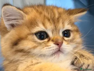 British Shorthair cats British Shorthair Golden Chinchilla Kittens - Advert 16