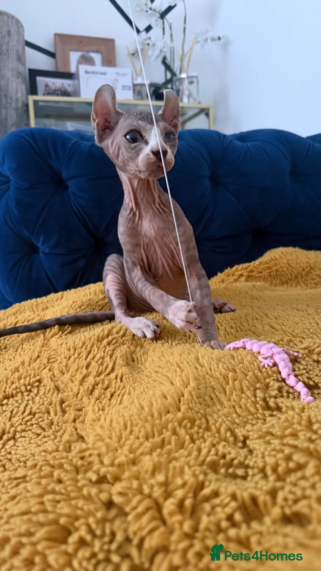 Sphynx cats for sale: Last minute Cancellation by previous owner  🏡❤️ - Advert 2