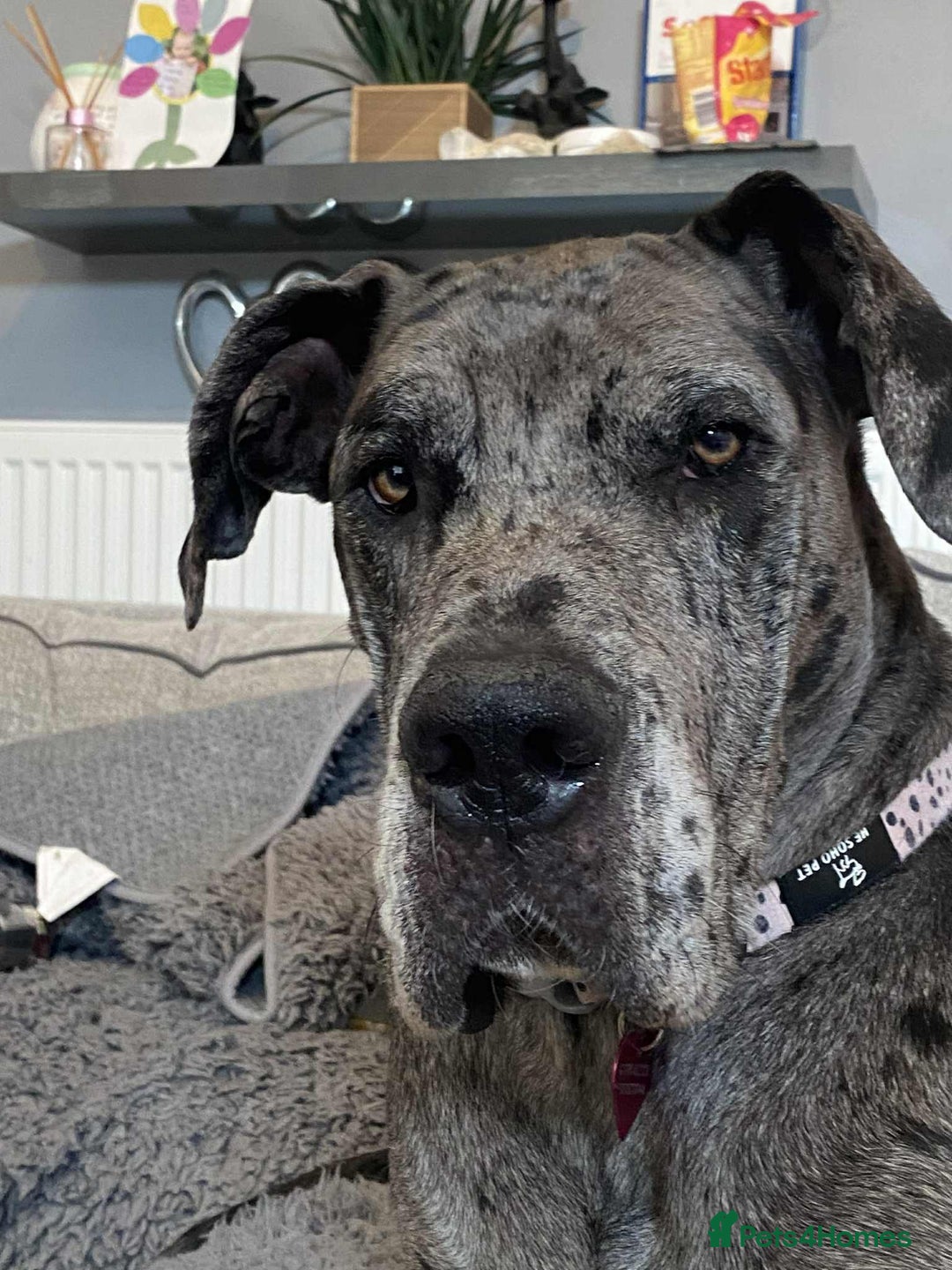 Great Dane dogs for sale: KC Registered Great Dane Puppies. - Image 1