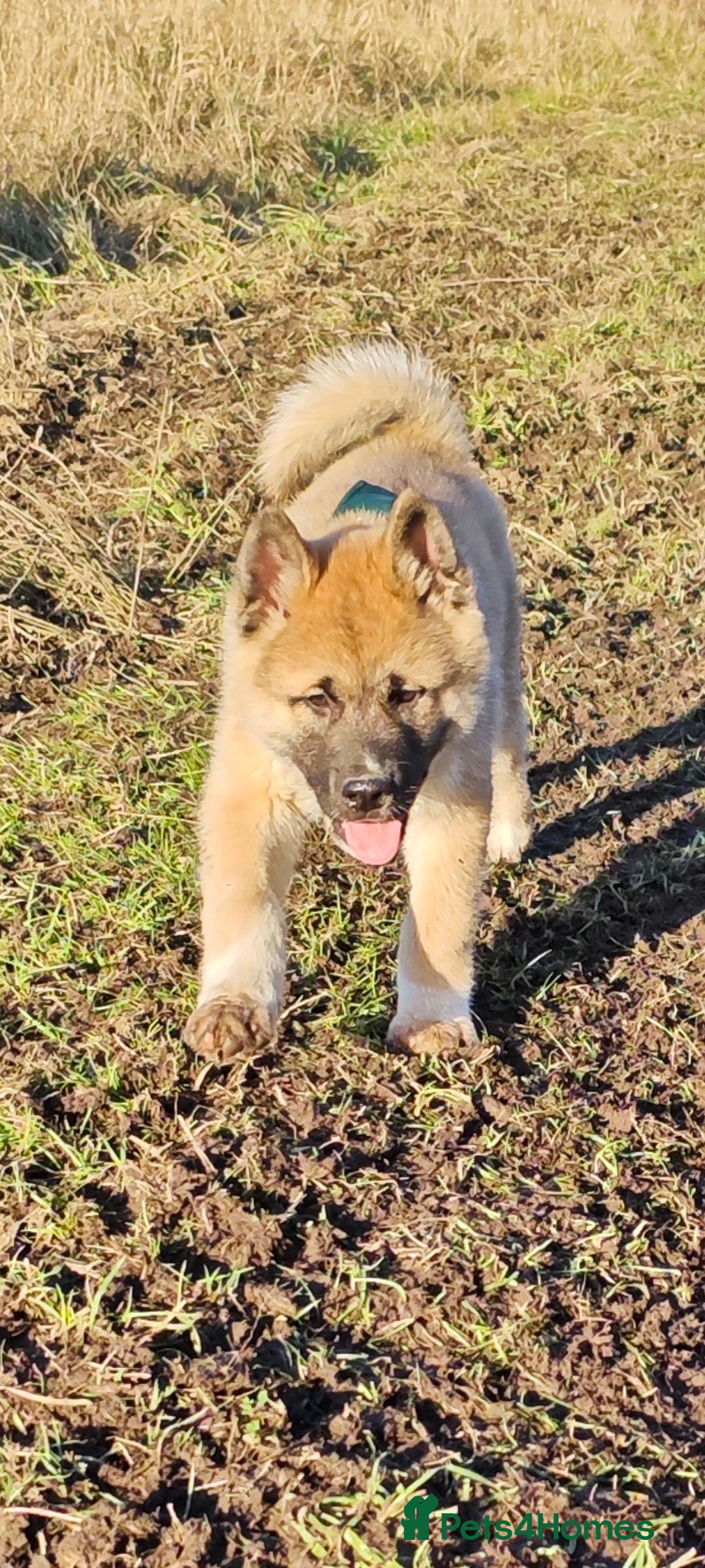 Mixed Breed dogs akita - Advert 10