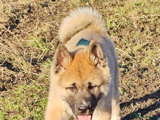 Mixed Breed dogs akita pup - Advert 3