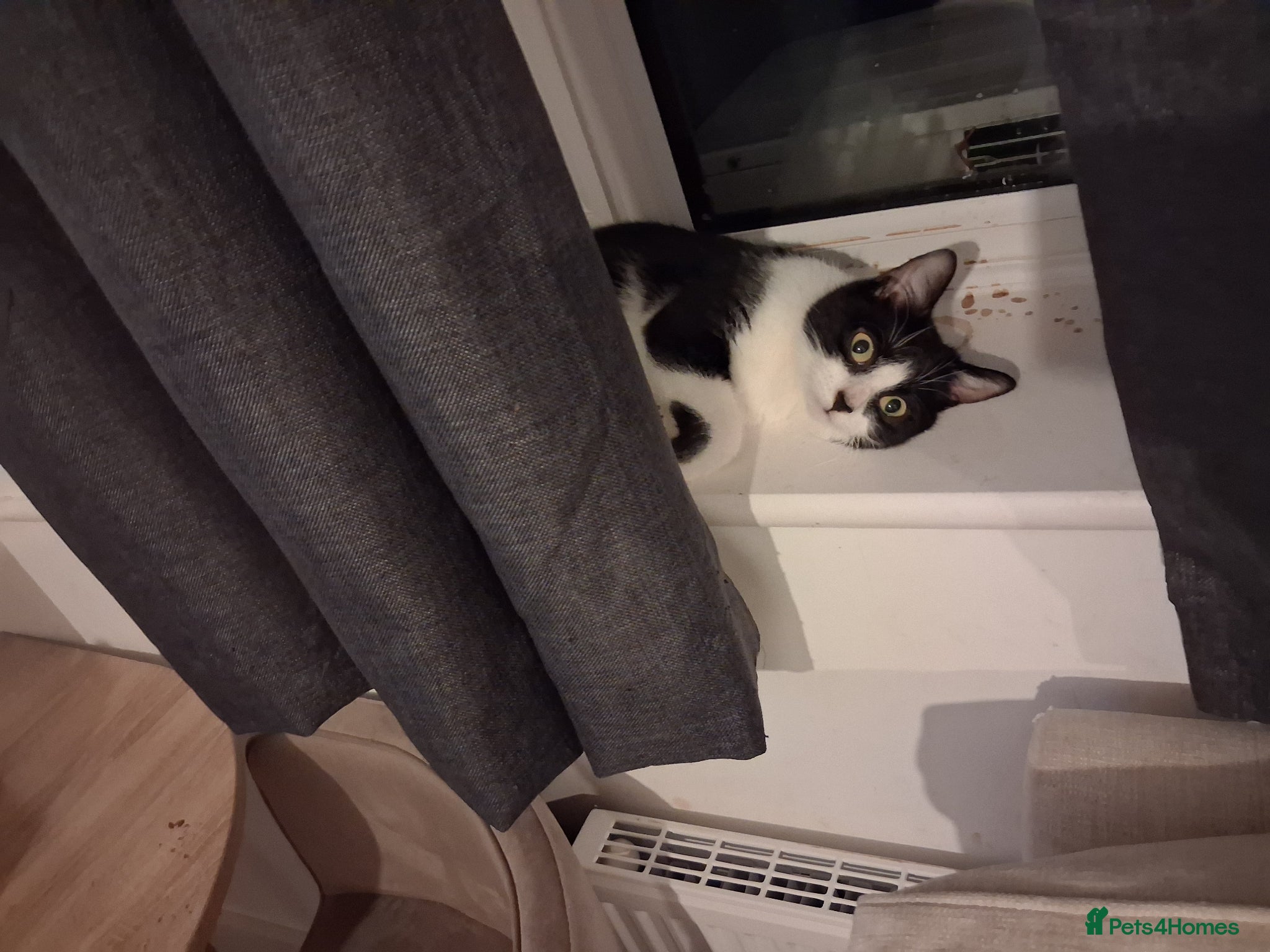 Domestic Shorthair cats Female cat - Advert 4