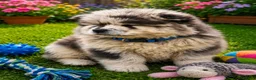 Chow Chow dogs for sale: Beautiful Chow Chow Puppies  in Rotherham - Advert 3