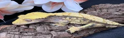 Gecko reptiles for sale: Crested gecko for sale  - Advert 3