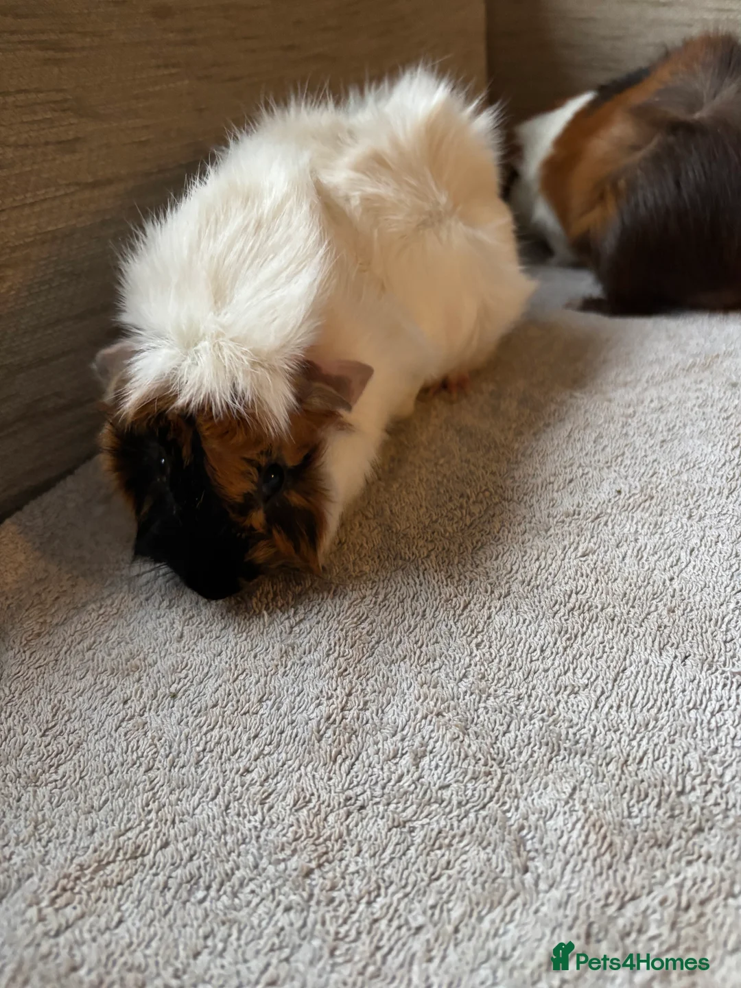 Guinea Pig rodents for sale: male guinea pigs  - Advert 2