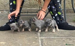 French Bulldog dogs for sale: Miniature French bulldogs carry fluffy  - Image 19