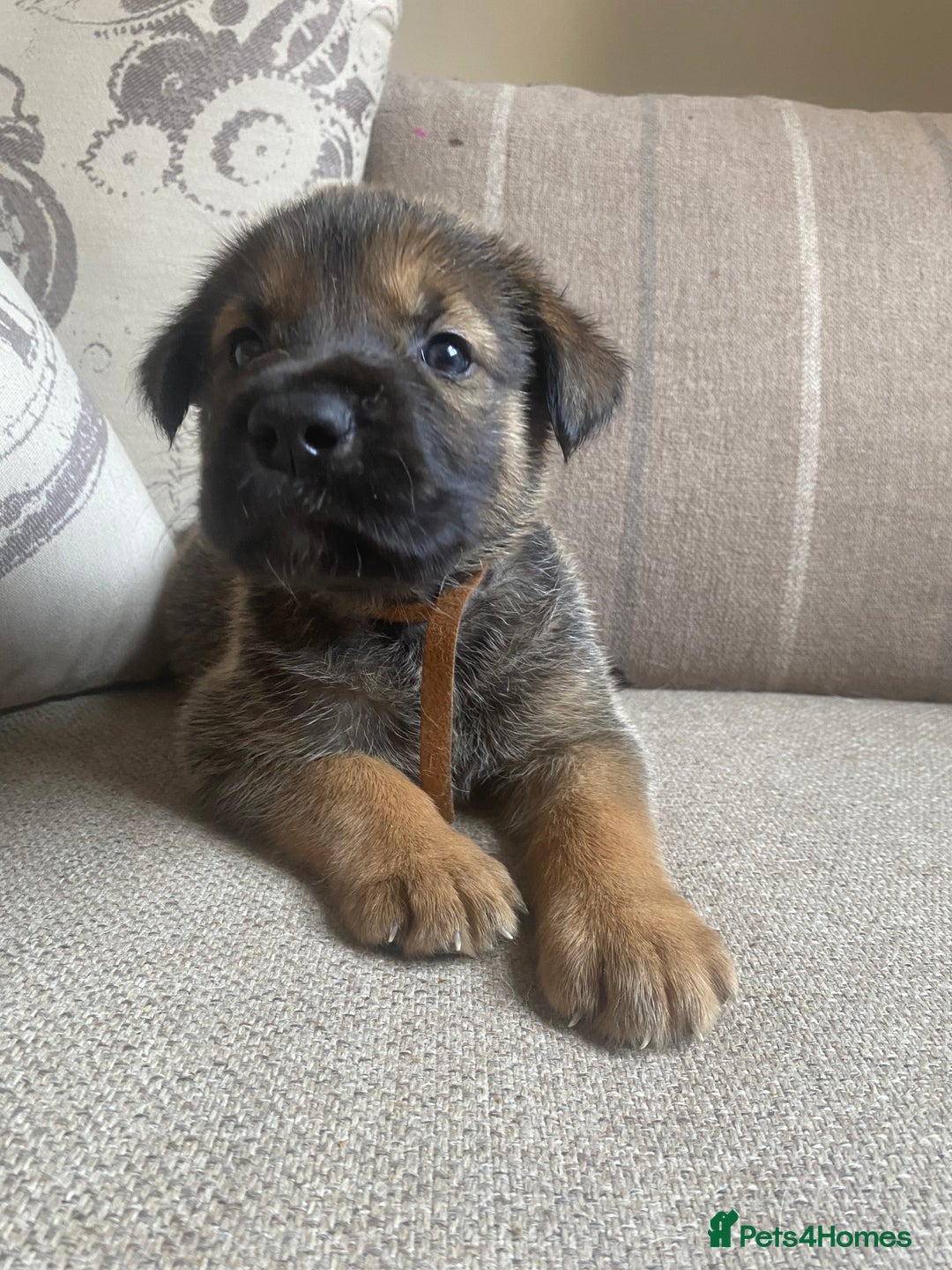 Mixed Breed dogs for sale: Cane corso X Alaskan malamute surprise litter  - Image 11
