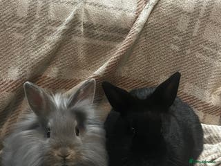 Mixed Breed rabbits 2 rabbits for sale - Advert 1