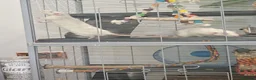 Rat rodents for sale: Two Male Dumbo Rats in Halesowen - Advert 2