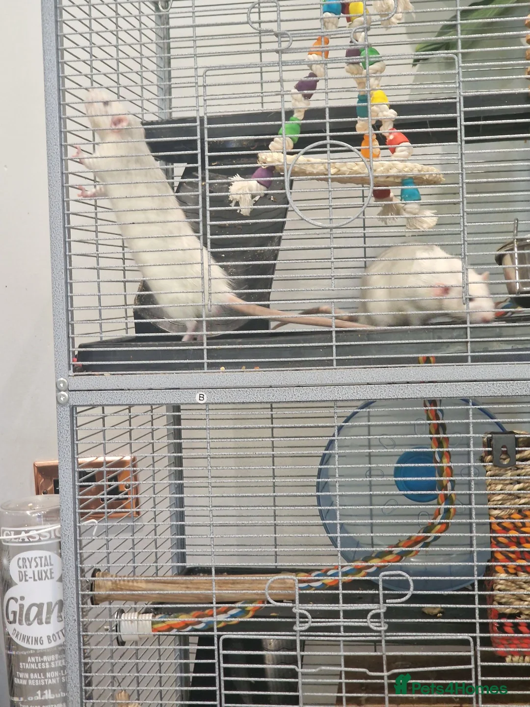 Rat rodents for sale: Two Male Dumbo Rats in Halesowen - Advert 2