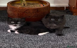 Mixed Breed cats for sale: 2 gorgeous long haired females available - Image 3