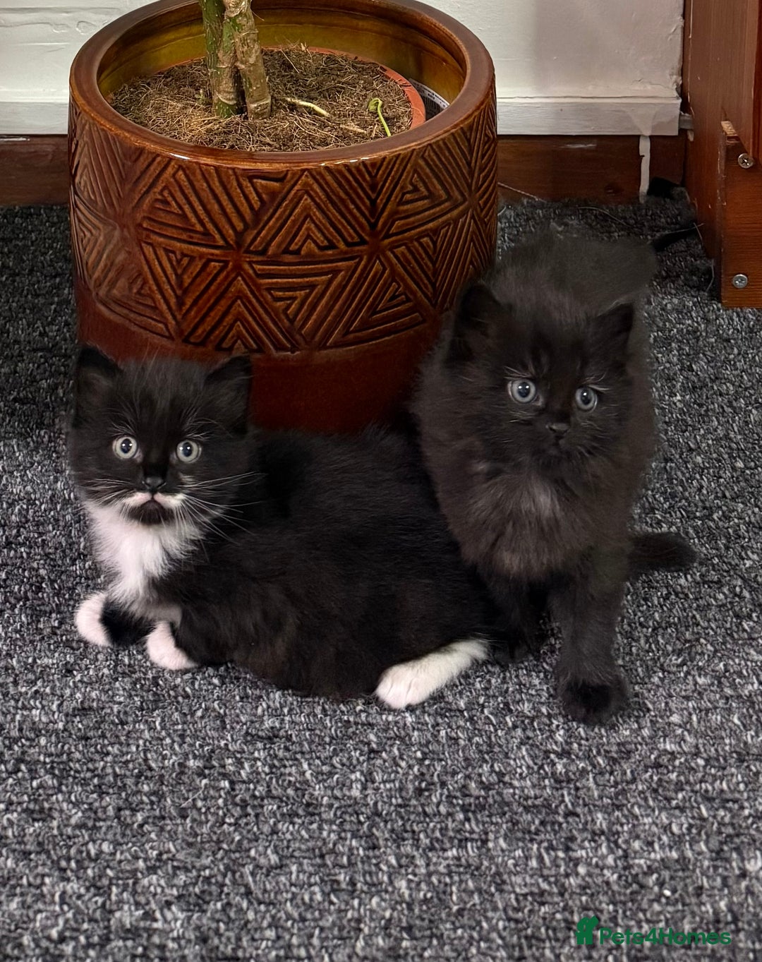 Mixed Breed cats for sale: 2 gorgeous long haired females available - Image 3