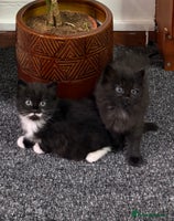 Mixed Breed cats - Advert 7