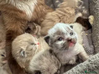 Ragdoll cats Mink Ragdolls - Advert 11