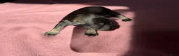 Miniature Schnauzer dogs for sale: KC Registered Miniature Schnauzer Puppies - Advert 4