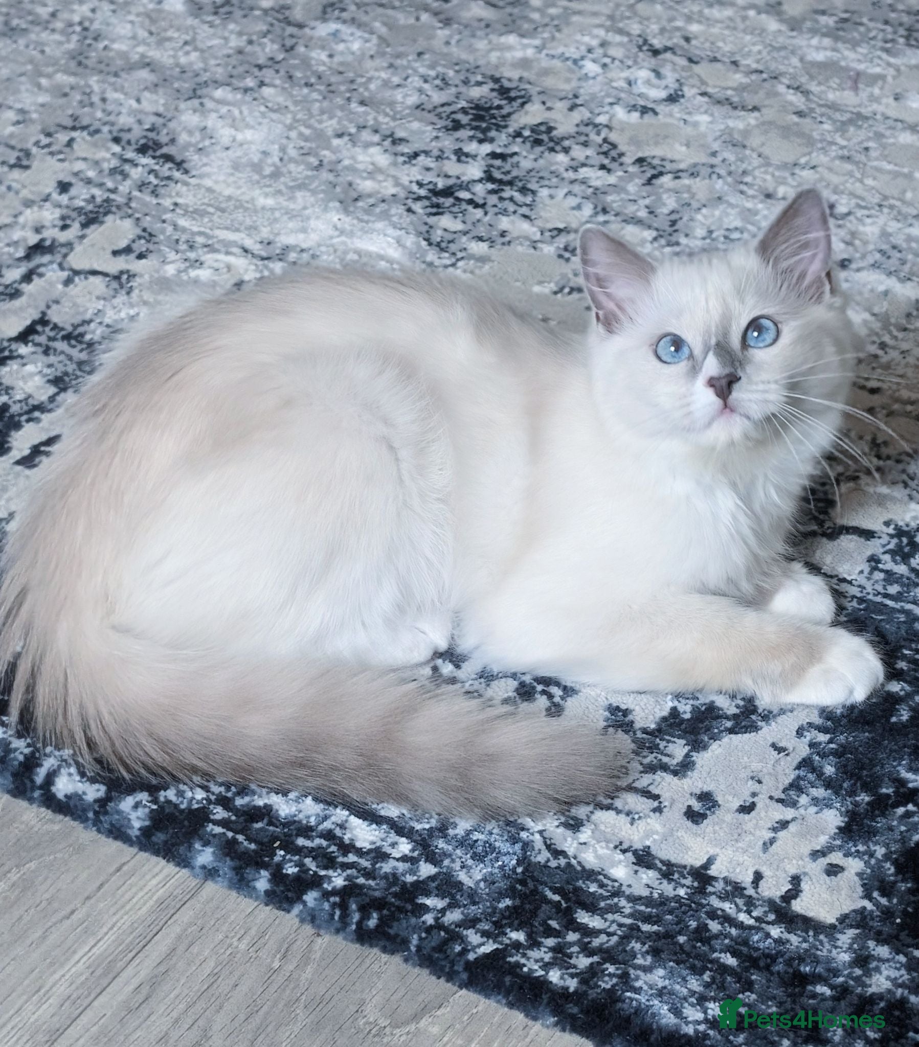 Ragdoll cats RTG!TICA,Champ,pedigree Ragdoll kitten  - Advert 10