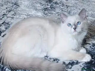 Ragdoll cats RTG!TICA,Champ,pedigree Ragdoll kitten - Advert 10