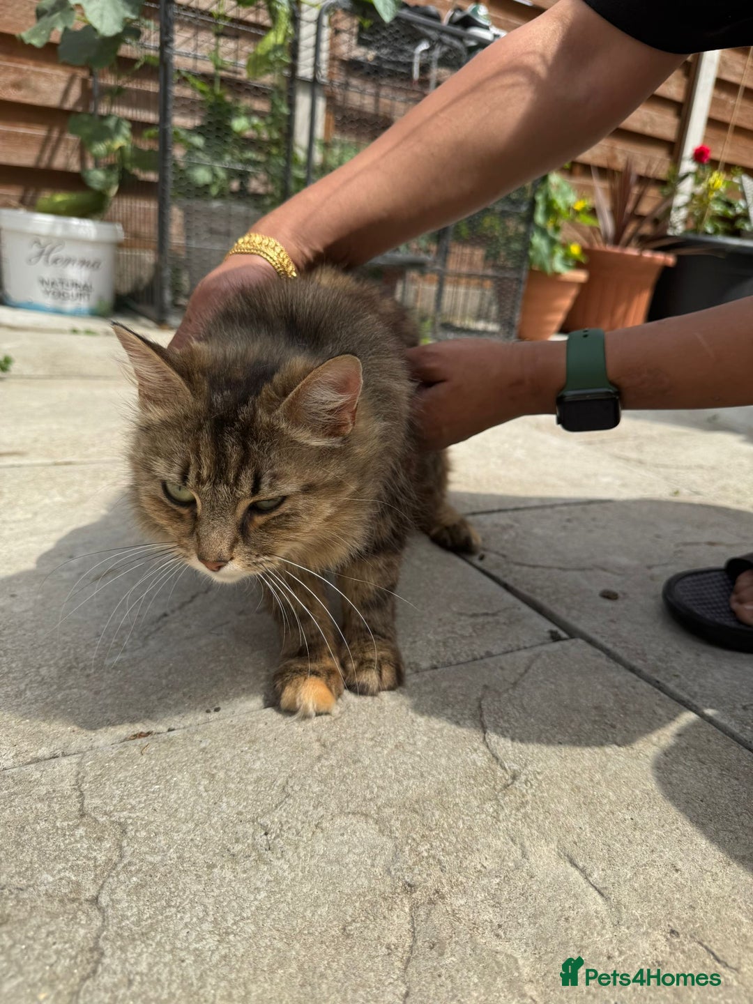 Mixed Breed cats for sale: Ginger and tabby kitten - Advert 5