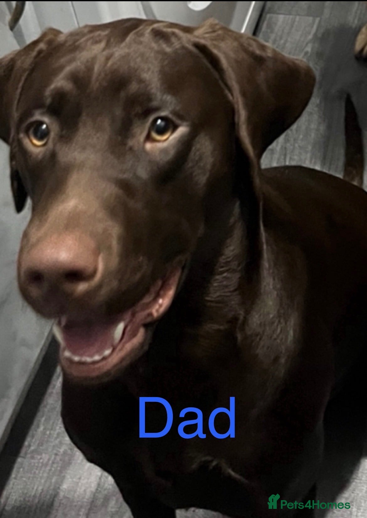 Labrador Retriever dogs for sale: Beautiful Labrador retrievers  - Advert 2