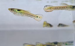 Live Bearers fish for sale: Guppy fish males tiger hybrids - Image 3