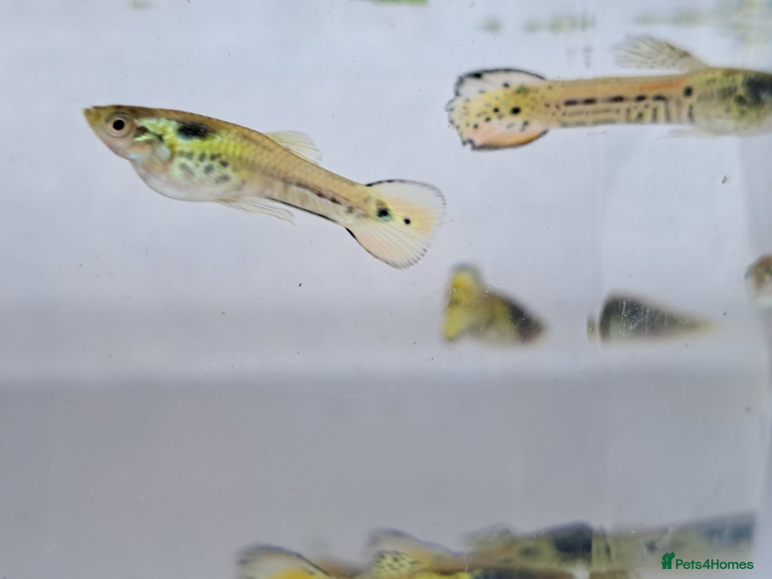 Live Bearers fish for sale: Guppy fish males tiger hybrids - Image 3