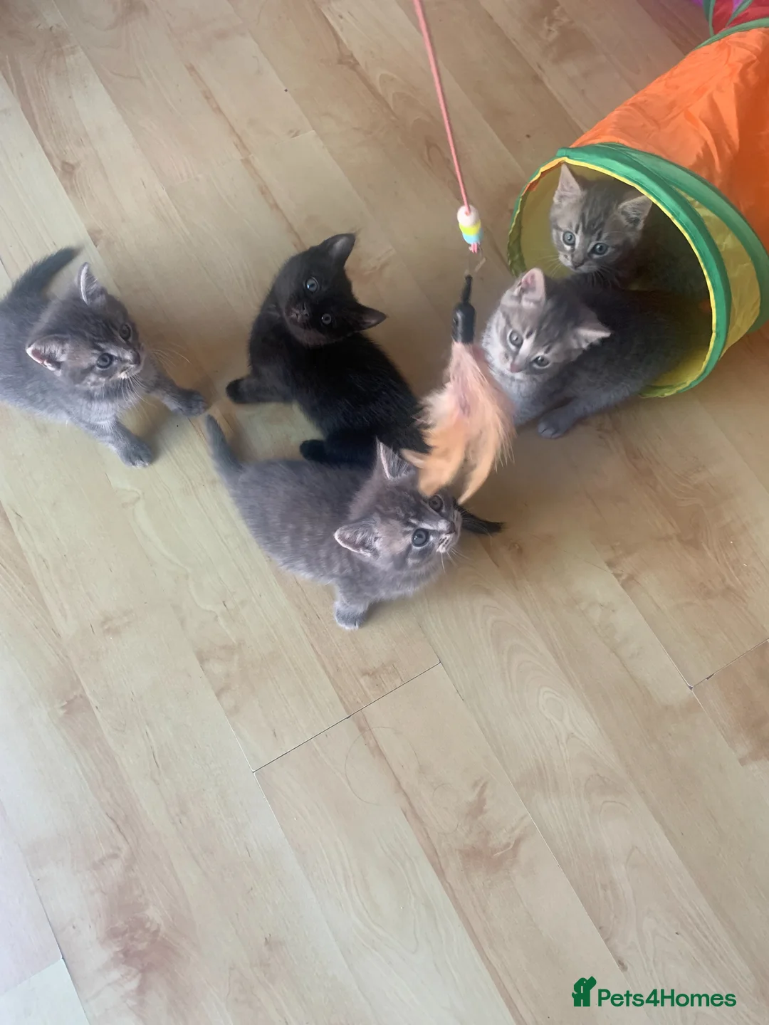 Mixed Breed cats for sale: 5 Adorable Grey & Black Kittens - Advert 2