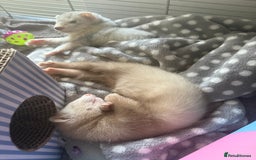 Ferret rodents for sale: Baby Male/female pair playful  ferrets - Advert 2