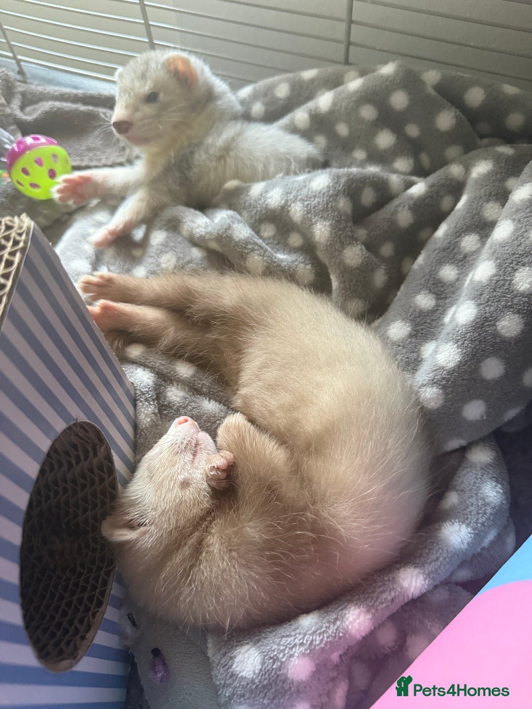 Ferret rodents for sale: Baby Male/female pair playful  ferrets - Advert 2