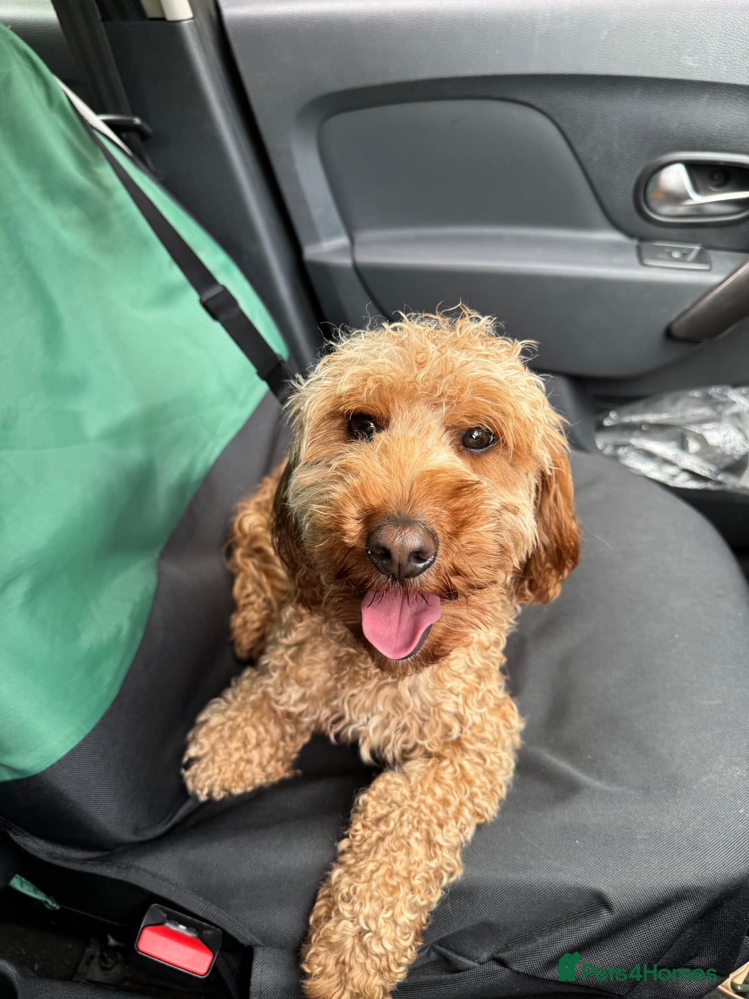 Cockapoo dogs for sale: Cockapoo male - Advert 2