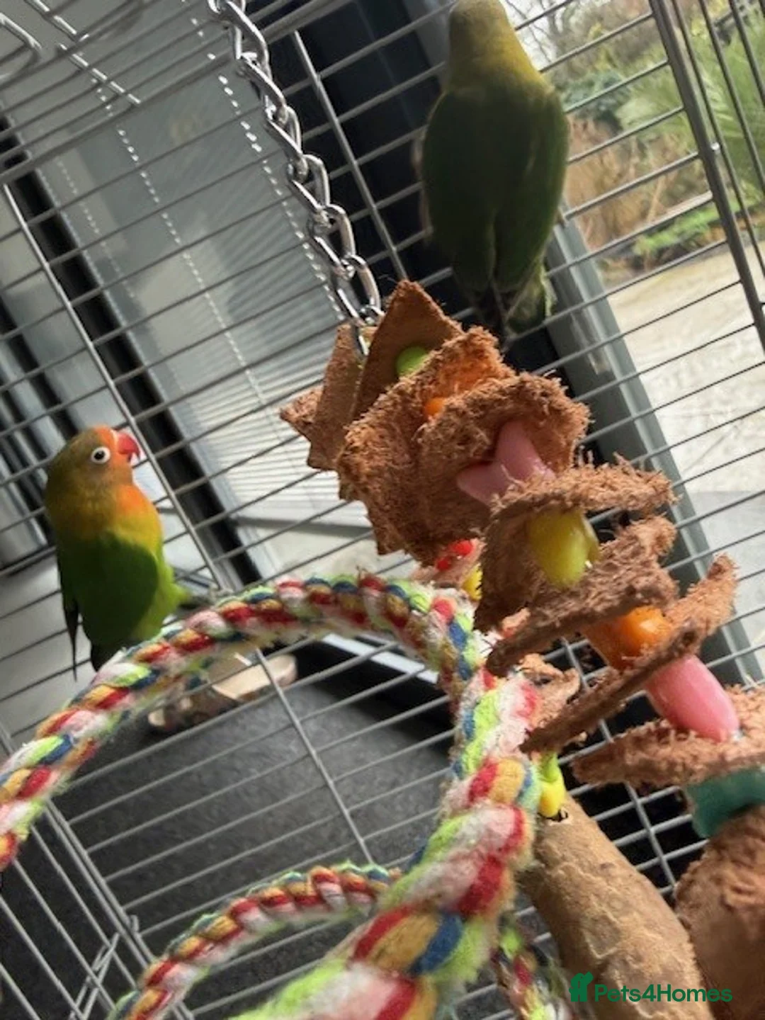 Lovebirds birds for sale: Love Birds  - Advert 5