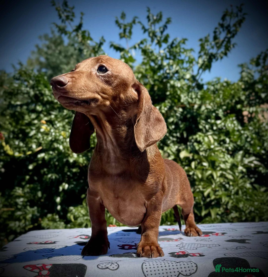 Miniature Dachshund dogs for sale: Ferrari Hug Me Strongly  - Image 3