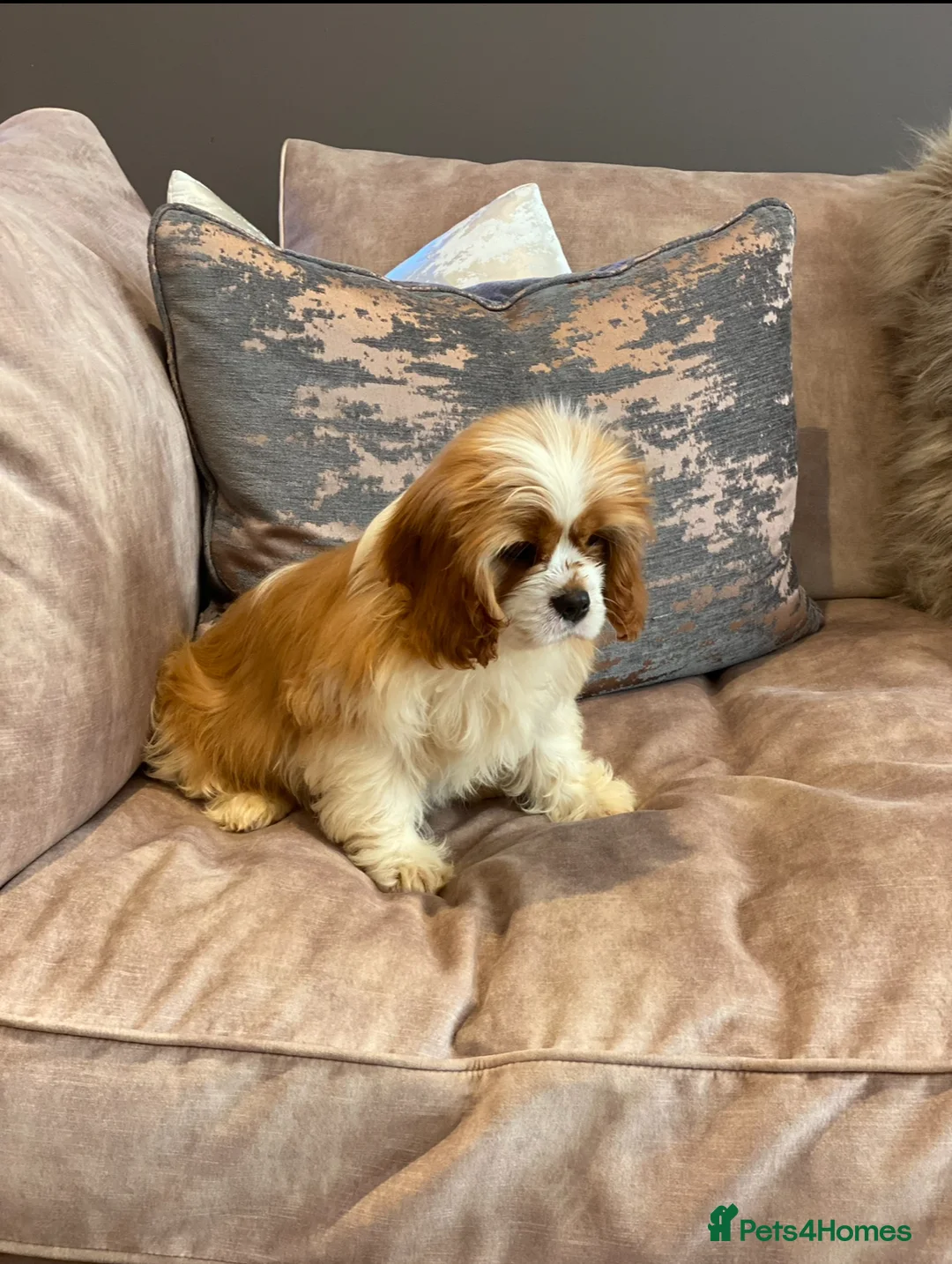 Cavapoo dogs for sale: Donna jays celebrity k9s 🌟🌟🌟🌟🌟  - Advert 7