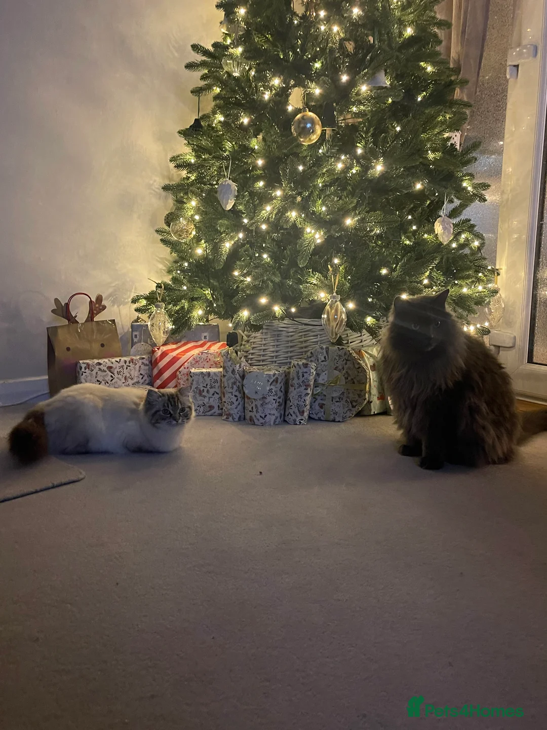 Mixed Breed cats for stud: Looking for a ragdoll stud  - Advert 1