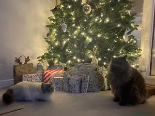 Mixed Breed cats Looking for a ragdoll stud - Advert 1