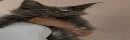 Maine Coon cats for sale: TICA Maine Coon Kittens 𝕽𝖊𝖆𝖉𝖞 𝖙𝖔 𝖑𝖊𝖆𝖛𝖊 - Advert 3