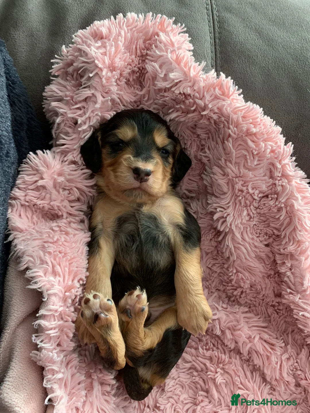 Cocker Spaniel dogs for stud: George - Professional Stud Service  in Eastleigh - Advert 11