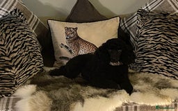 Miniature Poodle dogs for sale: KC reg miniature poodles, 5* licensed  - Image 9