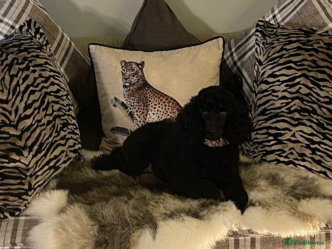 Miniature Poodle dogs for sale: KC reg miniature poodles, 5* licensed  - Image 9
