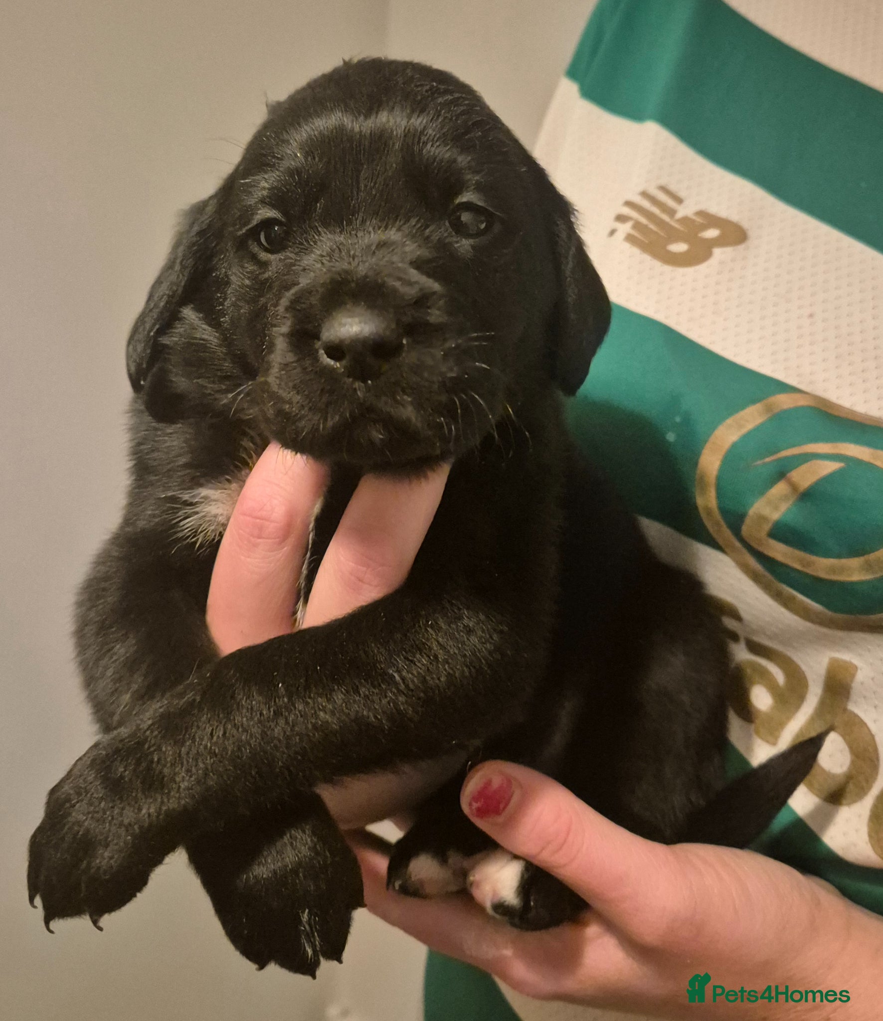 Mixed Breed dogs Beautiful puppies for sale - Advert 2