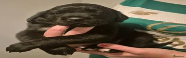 Mixed Breed Puppy 1
